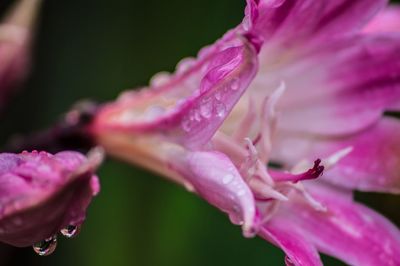 Close-up of pink flower