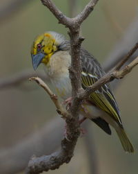 Closeup of colorful village weaver ploceus cucullatus bird lake tana, gorgora, ethiopia.