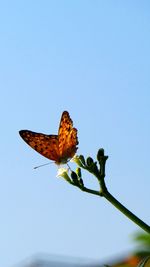 Close-up of butterfly pollinating on flower