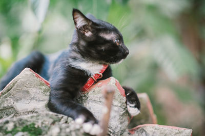 Close-up of a cat looking away