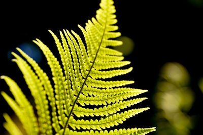 Close-up of fern leaves against black background