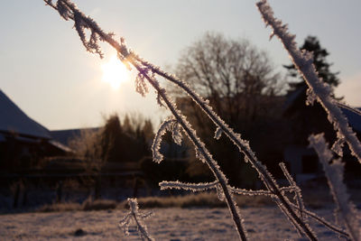 Close-up of frozen plant on field against sky during sunset