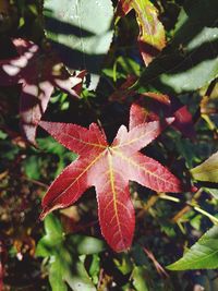 Close-up of autumnal leaves on tree