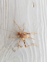 Close-up of spider