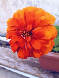 Close-up of red flower blooming outdoors