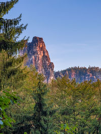 Plants growing on rocks against sky