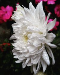 Close-up of white flower