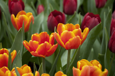 Close-up of tulips blooming outdoors