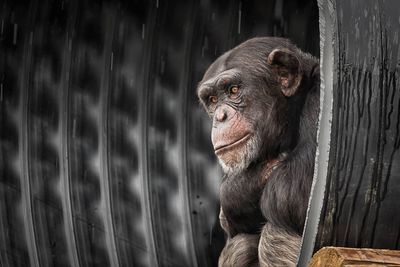 Chimpanzee relaxing at zoo