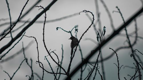 Low angle view of bird perching on branch