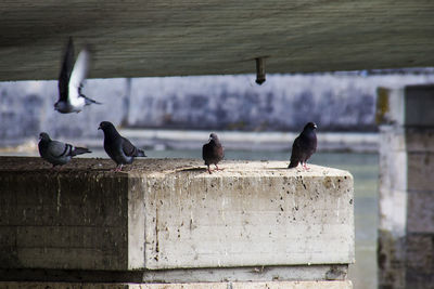 Birds on beach against sky