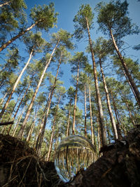 Low angle view of bamboo trees in forest against sky