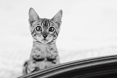 Close-up portrait of cat