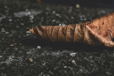 Close-up of leaf on street