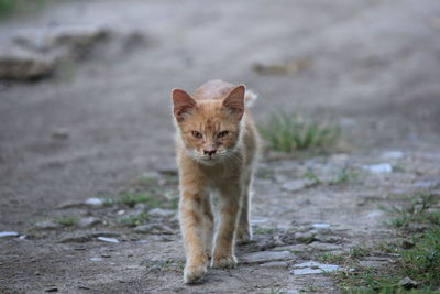 Portrait of a cat