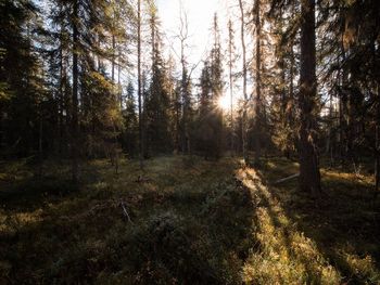 Trees in forest