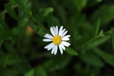 Close-up of white flower blooming outdoors