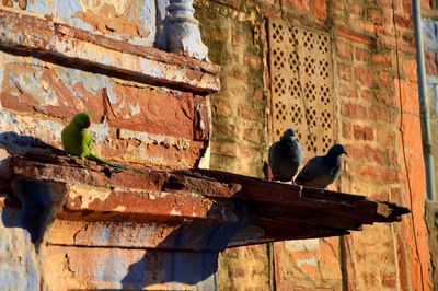 Low angle view of bird perching on brick wall