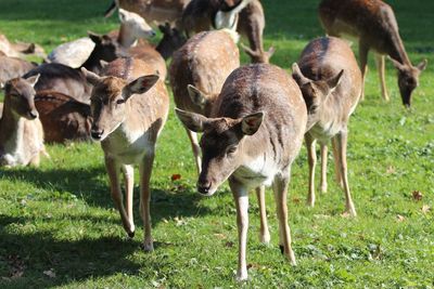 Herd of deer on field