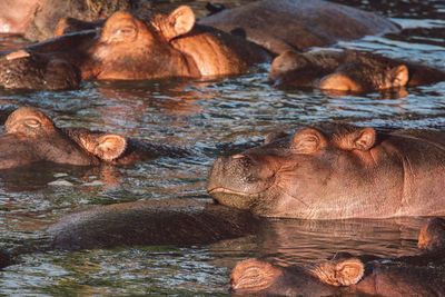 Hippos by the lake