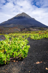 Plants growing on land against sky