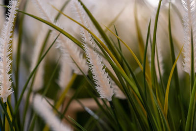 Close-up of grass growing on field