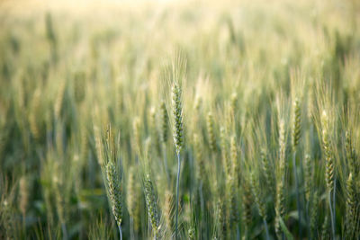 Close-up of wheat growing on field