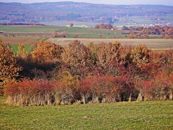 Scenic view of field during autumn