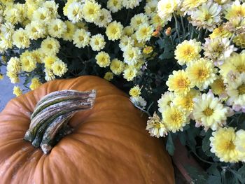 Close-up of hand holding yellow flowering plants