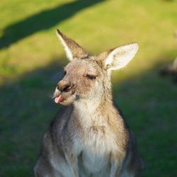High angle view of kangaroo sticking out tongue