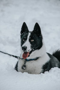 Dog on snow covered land