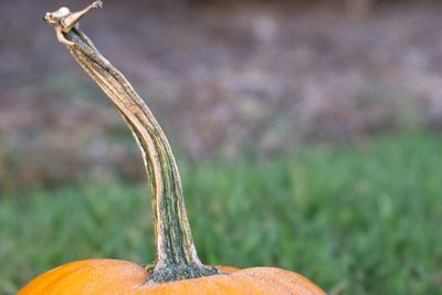 Close-up of orange plant