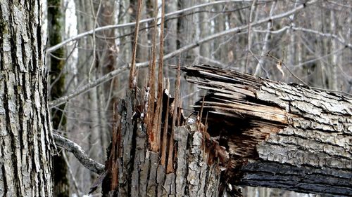 Close-up of bare tree trunk in forest