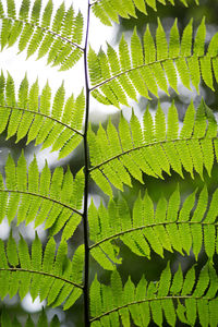 Full frame shot of leaves