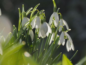 Close-up of white flowering plant