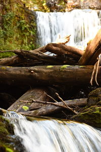 Close-up of turtle in forest