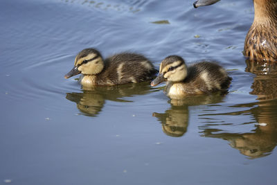 Ducks swimming in lake