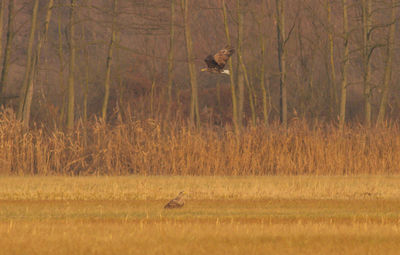 Bird flying over a field