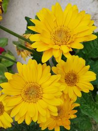 Close-up of yellow flowering plant