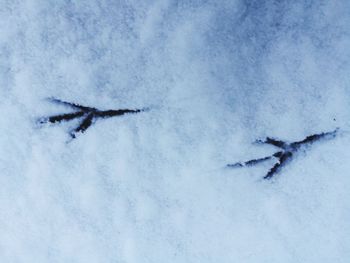 High angle view of lizard on snow