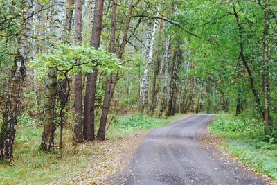 Road amidst trees in forest