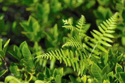 Close-up of fern leaves