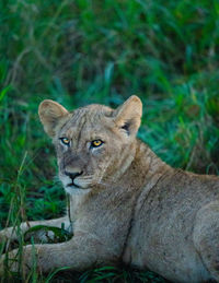 Lioness looking away