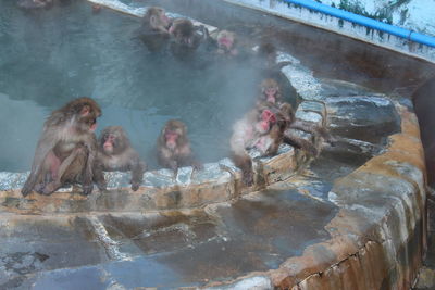 High angle view of monkeys in hot spring