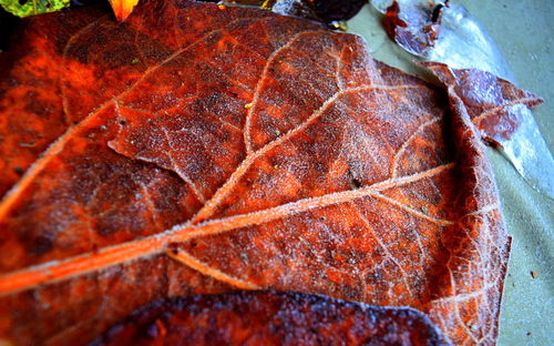 Close-up of orange leaves