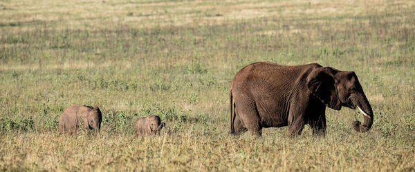 Elephant in a field