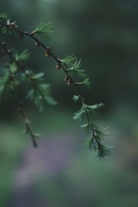 Close-up of plant growing on tree