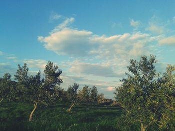 Scenic view of field against cloudy sky