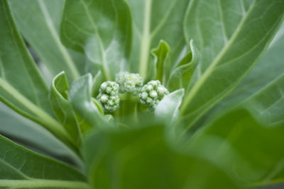 Close-up of plant