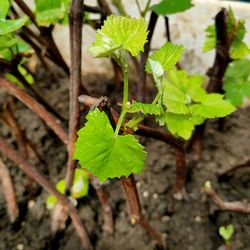 Close-up of green leaves on plant